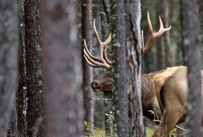 bull elk saskatchewan kanada foto