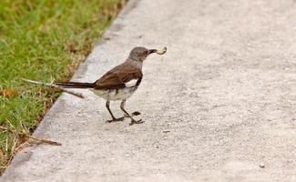 Vogel auf Sarasota Bürgersteig foto