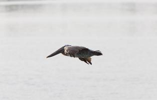 brauner pelikan, der über florida-gewässer fliegt foto