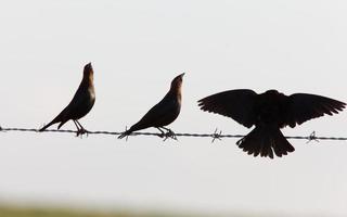 Cowbirds auf einem Draht foto