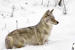 Yellowstone Park Wyoming Winterschnee Kojote foto