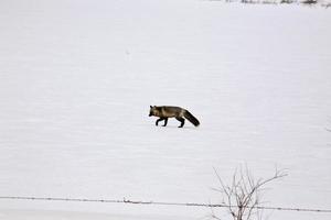 Silberfuchs im Winter foto