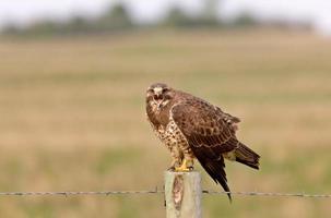 Rotschwanzbussard auf Post foto