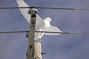 Schneeeule, die vom Pol fliegt foto