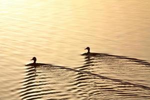 Wasservögel schwimmen durch Sonnenreflexion in Saskatchewan foto