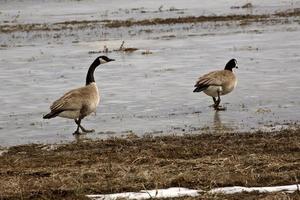 Kanadagänse auf zugefrorenem Teich foto
