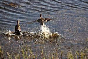 zwei enten, die vom teich in saskatchewan fliehen foto