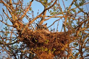 Virginia-Uhu im Nest foto