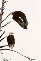 zwei Weißkopfseeadler thront und fliegt vom Baum foto