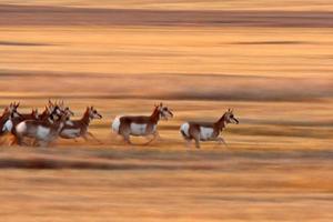 Pronghorn-Antilope, die durch Saskatchewan-Feld läuft foto