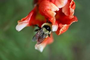 Hummel auf einer Wildblume in Saskatchewan foto