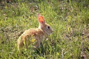 süßes kleines Häschen im malerischen Saskatchewan foto