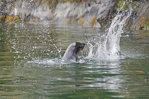 Robbe, die einen Fisch im Ozean verprügelt foto