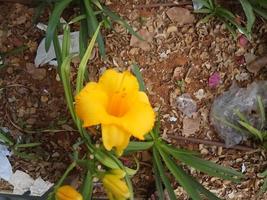 erstaunliche blumen im botanischen garten von israel bunt und schön foto