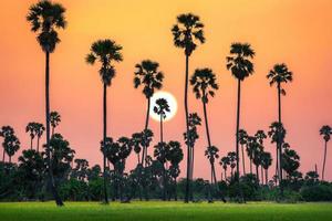 Silhouette von Zuckerpalmen und Reisfeldern in der schönen Himmelsdämmerung foto