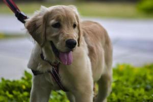 Ein brauner Golden Retriever-Hund, der im Stadtpark spielt foto