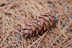 Brauner Kiefernkegel oder Kiefernfrucht auf dem Boden mit trockenem Herbstkiefernblatt im Hintergrund foto