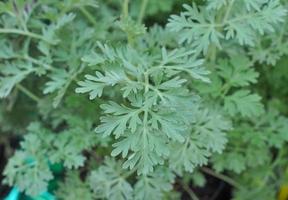 graue artemisia absinthium pflanze foto