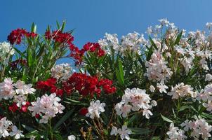 Blumen des Oleanderbaums foto