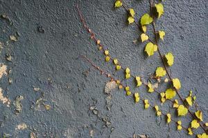 rot und grün und blätter textur hintergrund. herbstlaub auf blauer wand. foto