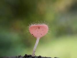 Flauschige rosarote Pilze über Zweigen vor einem natürlichen Hintergrund foto