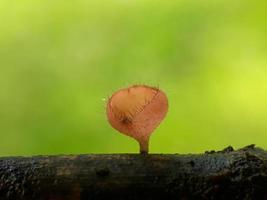 Flauschige rosarote Pilze über Zweigen vor einem natürlichen Hintergrund foto