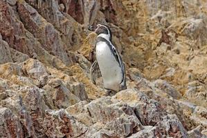 Humboldt-Pinguin an der peruanischen Küste foto