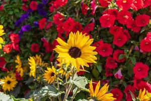 Sonnenblume im Wundergarten foto