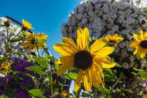 Sonnenblume im Wundergarten foto