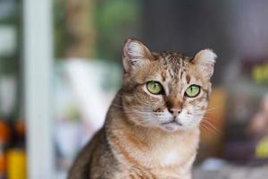 Bengalkatze in Hellbraun und Creme foto