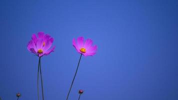 weicher fokus von kosmosblumen, die im garten blühen foto