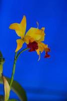 Orchidee der Gattung Yellow Cattleya im Garten. foto