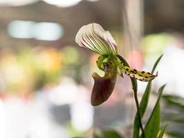 Frauenschuh, Paphiopedilum Orchidaceae Blumen im Park foto