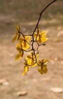 Oncidium-Orchideenblumen im Garten. foto