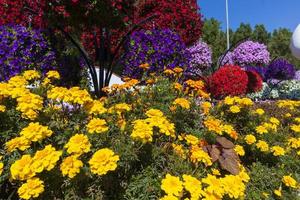 Blumen im Wundergarten von Dubai foto