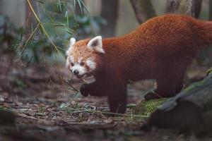 Roter Panda, der Blätter isst foto