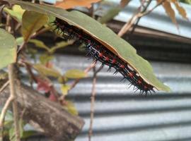 doleschallia bisaltid raupe raupe klebt am blatt foto