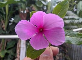 catharanthus roseus, allgemein bekannt als helle Augen, Kap-Immergrün, Friedhofspflanze, Madagaskar-Immergrün, alte Jungfer, rosa Immergrün. foto