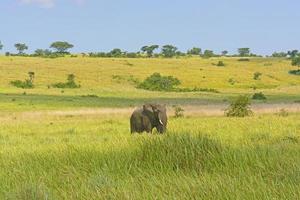 afrikanischer elefant in der savanne foto