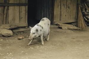 weißes haariges Schwein im Dorfhaus foto