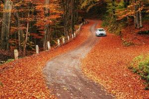 Auto auf einem Waldweg. schöne straße in den bergen ukraine foto