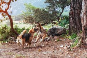 zwei hunde kämpfen miteinander karpaten ukraine europa foto