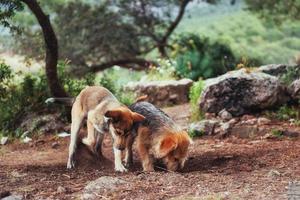 zwei hunde kämpfen miteinander karpaten. Ukraine. Europa foto