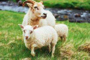 die isländischen Schafe foto