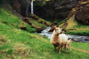 die isländischen Schafe