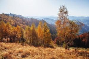 Waldweg im Herbst. Landschaft. Karpaten. Ukraine Europa foto