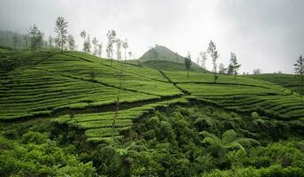 Grünteeplantage in Wonosobo-Regentschaft, Indonesien. Teepflanzen, neblige Teegärten, Blick auf die Teegärten. foto