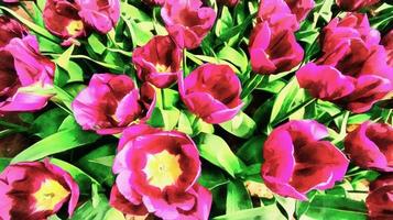 die Arbeiten im Stil der Aquarellmalerei. rosa tulpenplanta foto