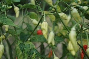 frische Chilis am Baum. foto