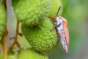 Braun marmorierte Stinkwanze Halyomorpha Halys auf grünen Litschifrüchten foto